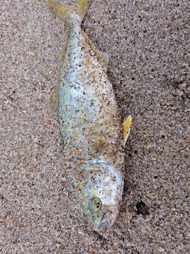 ショゴの釣果