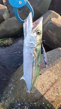 サゴシの釣果