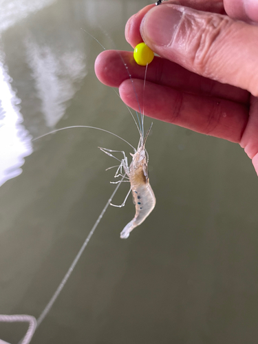 テナガエビの釣果