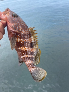 キジハタの釣果