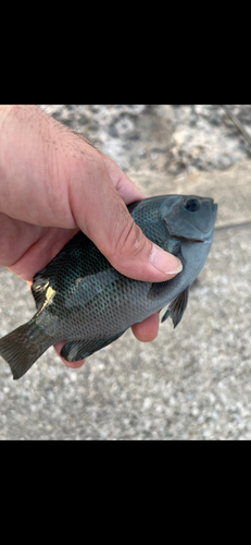 メジナの釣果