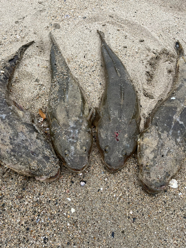 マゴチの釣果