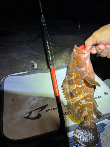 アコウの釣果