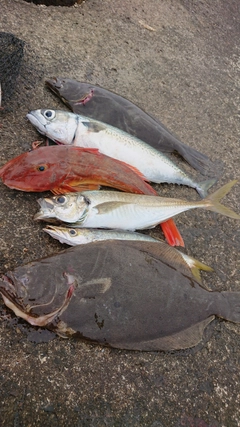 ホウボウの釣果