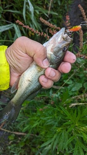 ブラックバスの釣果