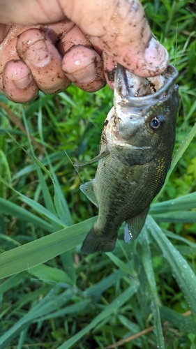 ブラックバスの釣果