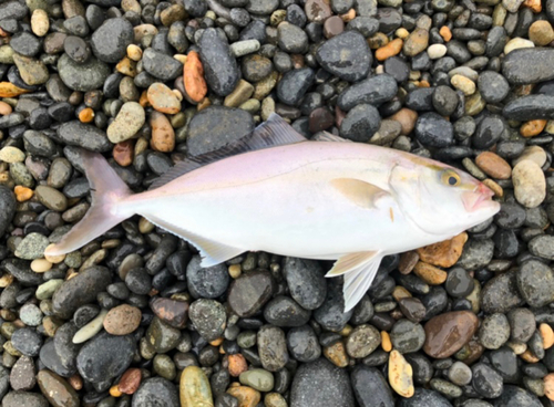 ショゴの釣果