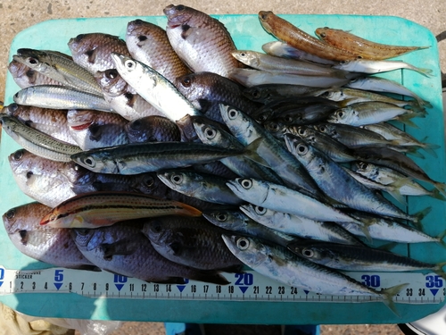 スズメダイの釣果