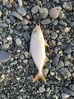 ショゴの釣果