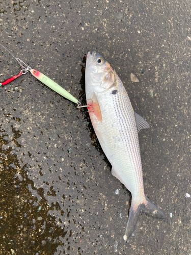 コノシロの釣果