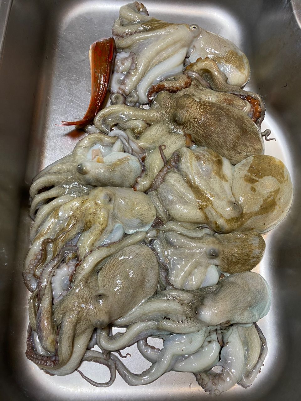 CFC SHUさんの釣果 2枚目の画像