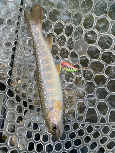 イワナの釣果