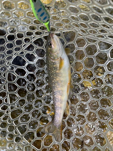 イワナの釣果