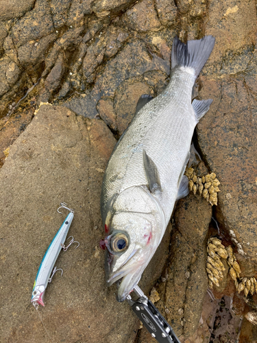 ヒラスズキの釣果