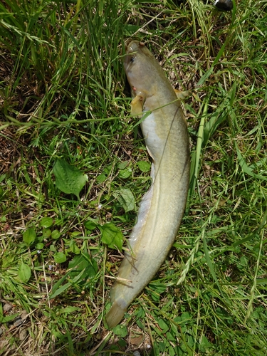 ナマズの釣果