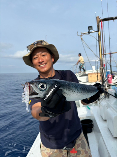 サバの釣果