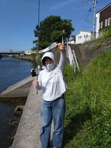 テナガエビの釣果