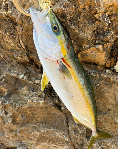 イナダの釣果