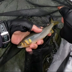 アユの釣果