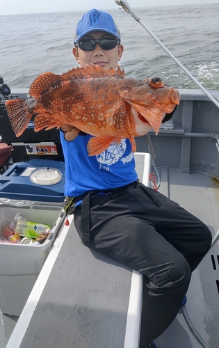 ウッカリカサゴの釣果