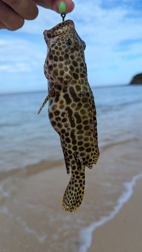 イシミーバイの釣果