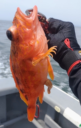 アヤメカサゴの釣果