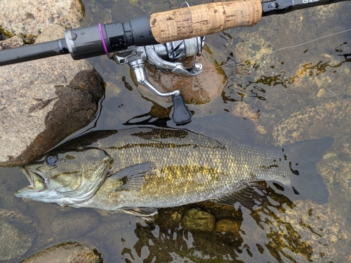 スモールマウスバスの釣果