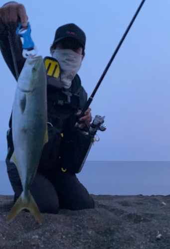 イナダの釣果