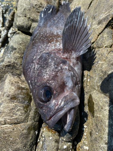 クロソイの釣果