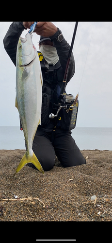 ワラサの釣果