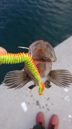 エゾメバルの釣果