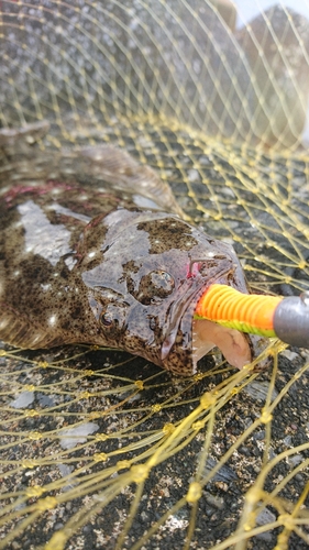 ヒラメの釣果