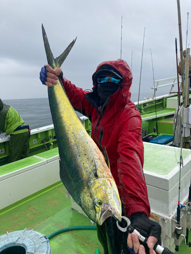 シイラの釣果