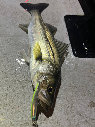 シーバスの釣果