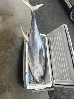 キハダマグロの釣果