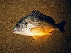 キビレの釣果