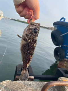 クロソイの釣果