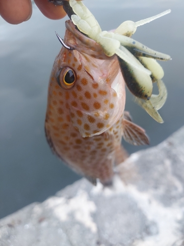 オオモンハタの釣果