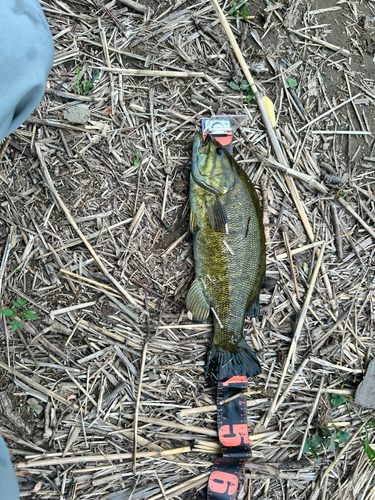 スモールマウスバスの釣果