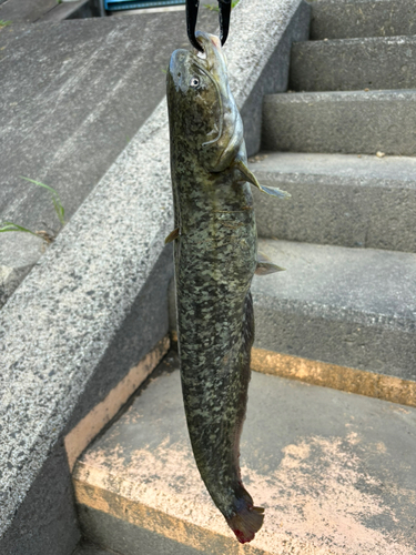 ナマズの釣果