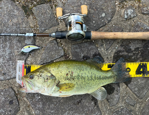 ブラックバスの釣果