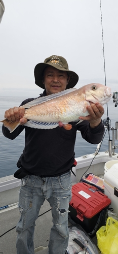 アマダイの釣果