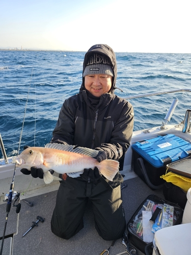 アマダイの釣果