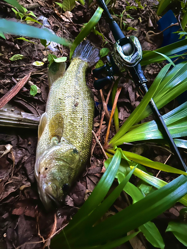 ブラックバスの釣果