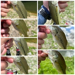 ブラックバスの釣果