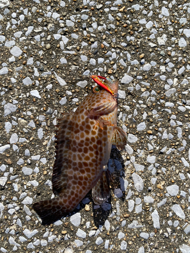 オオモンハタの釣果