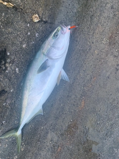 イナダの釣果