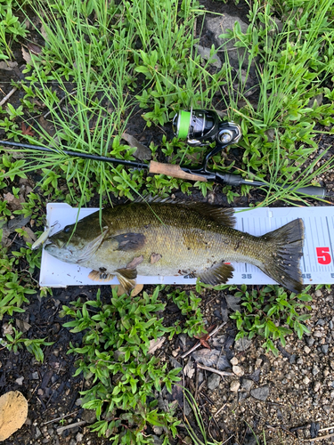 スモールマウスバスの釣果