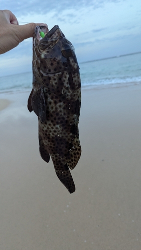 シロブチハタの釣果