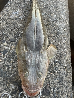 マゴチの釣果